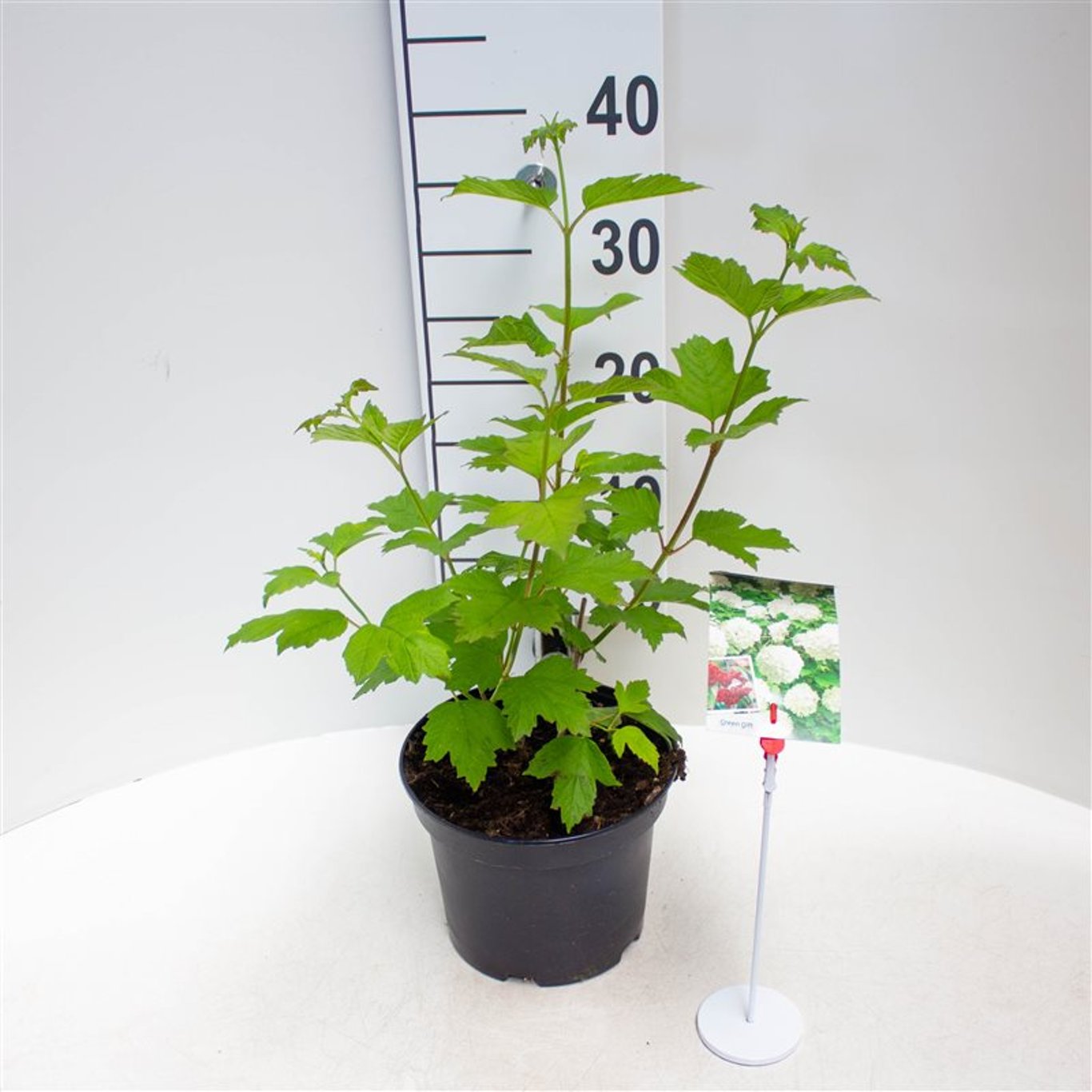 Skogsolvon – Viburnum opulus 'Roseum' - C3 30-40 CM